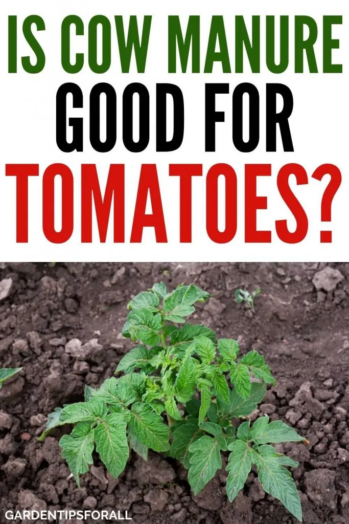 Cow manure good for tomatoes