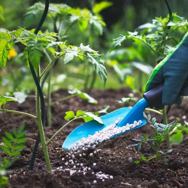 Fertilizing tomato plants