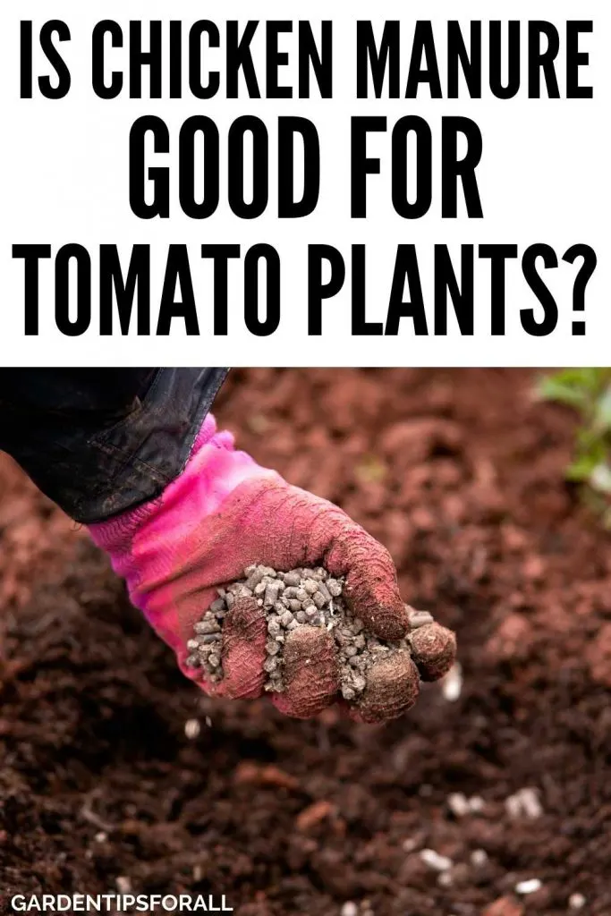 Is chicken manure good for tomato plants