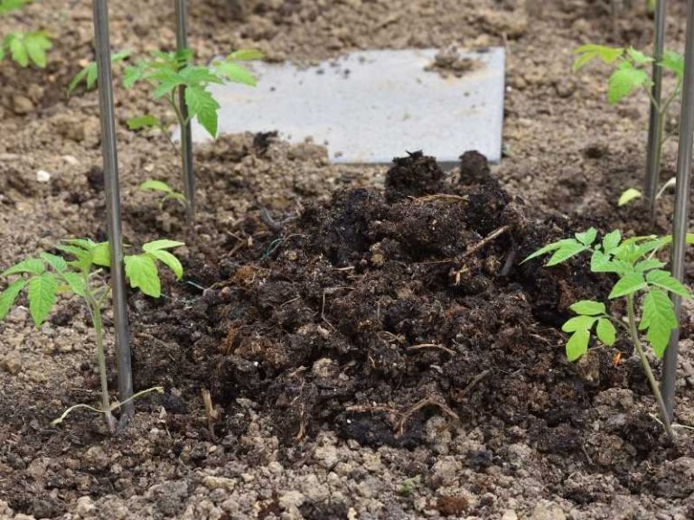 Is Chicken Manure Good for Tomatoes?