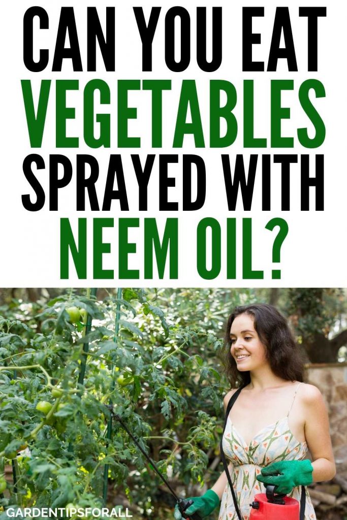 Is it safe to eat vegetables sprayed with Neem oil