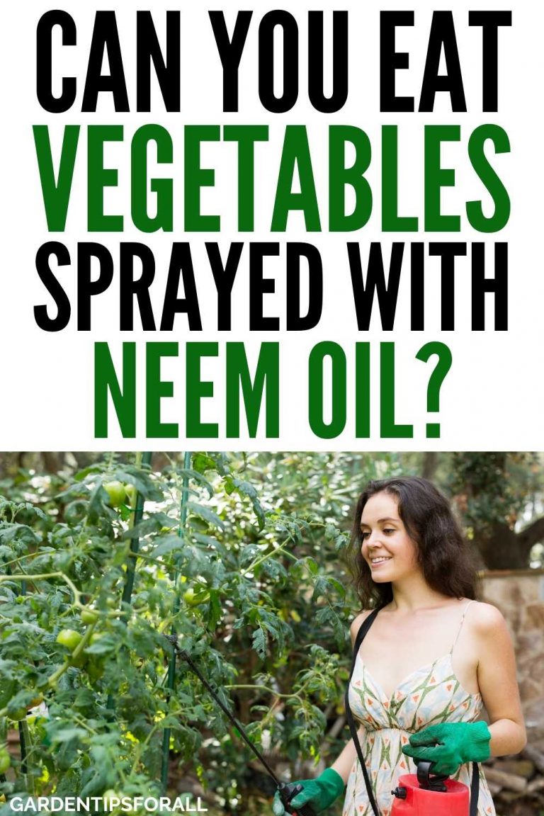 Can You Eat Vegetables Sprayed with Neem Oil?