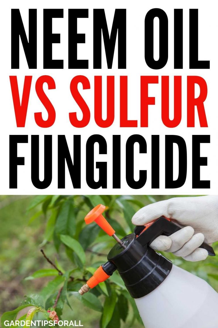 Copper Fungicide vs. Neem Oil Which is a Better Option!