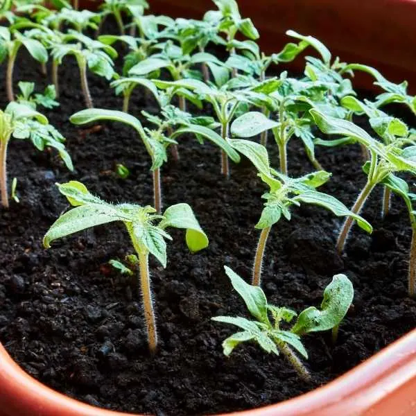 Potted tomatoes