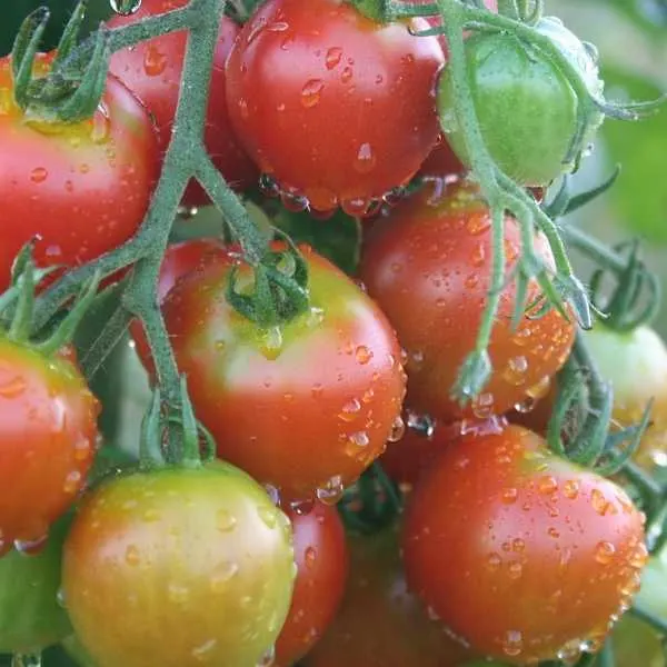 Protecting tomato plants from frost damage