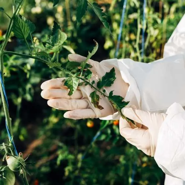 Pruning tomato leaves