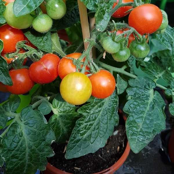 Tomato plant in a pot for easy tranfer