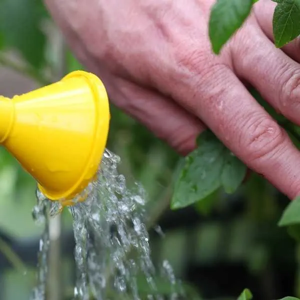 Watering tomato seedlings