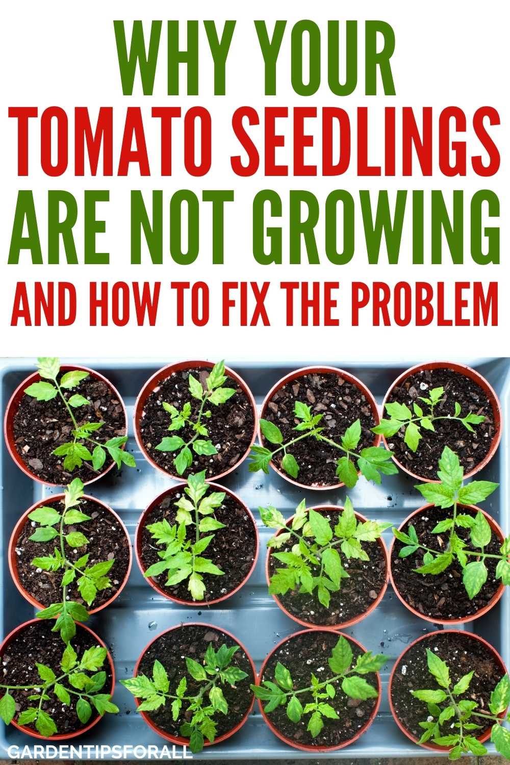 Why are My Tomato Seedlings Not Growing? Top 3 Reasons