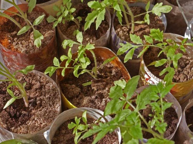 Why are My Tomato Seedlings Not Growing? Top 3 Reasons