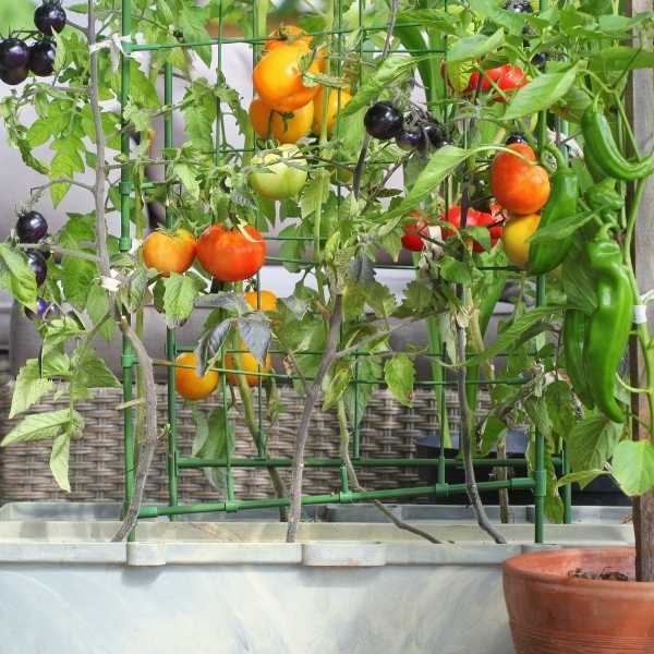 Benefits of growing vegetables together in containers
