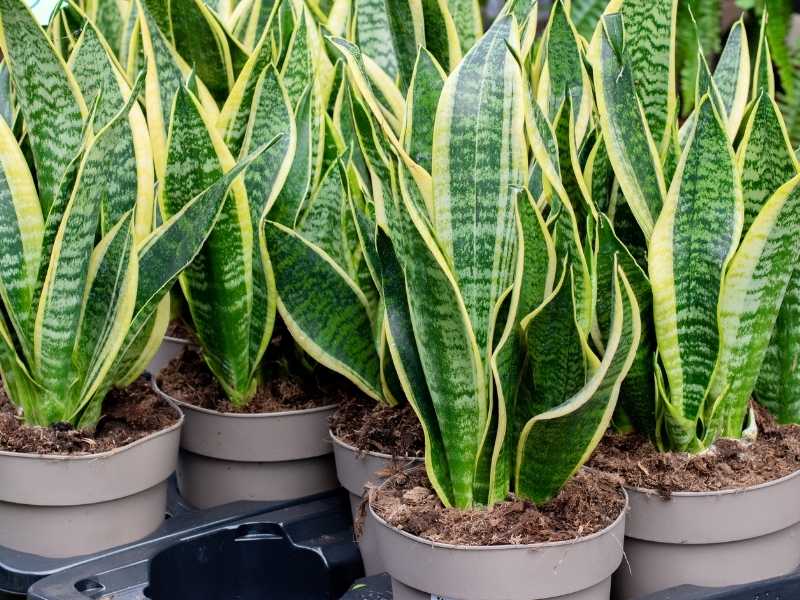 Snake plants - can they live outside?