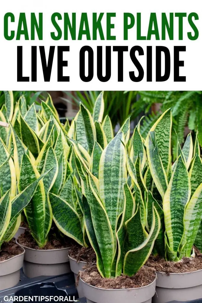 Snake plants - can they survive outside