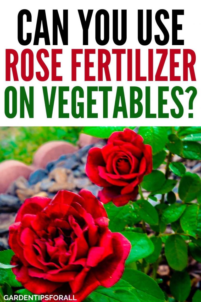 Can I Use Rose Fertilizer on Vegetables and Other Plants?