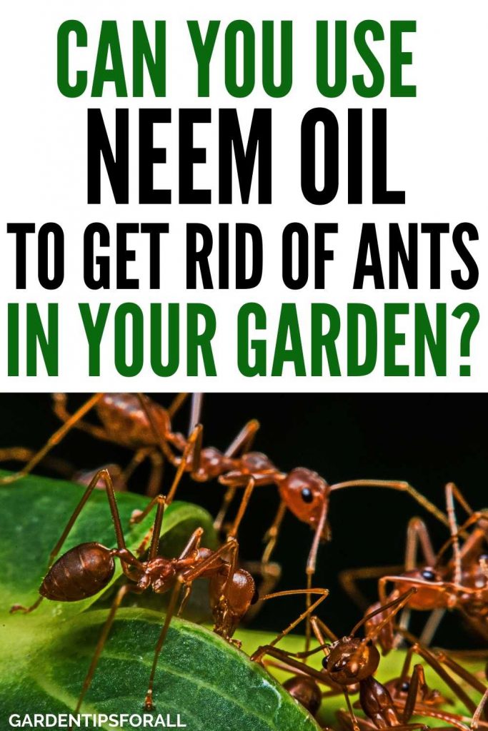 Does neem oil get rid of ants