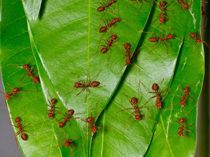 Does neem oil kill ants