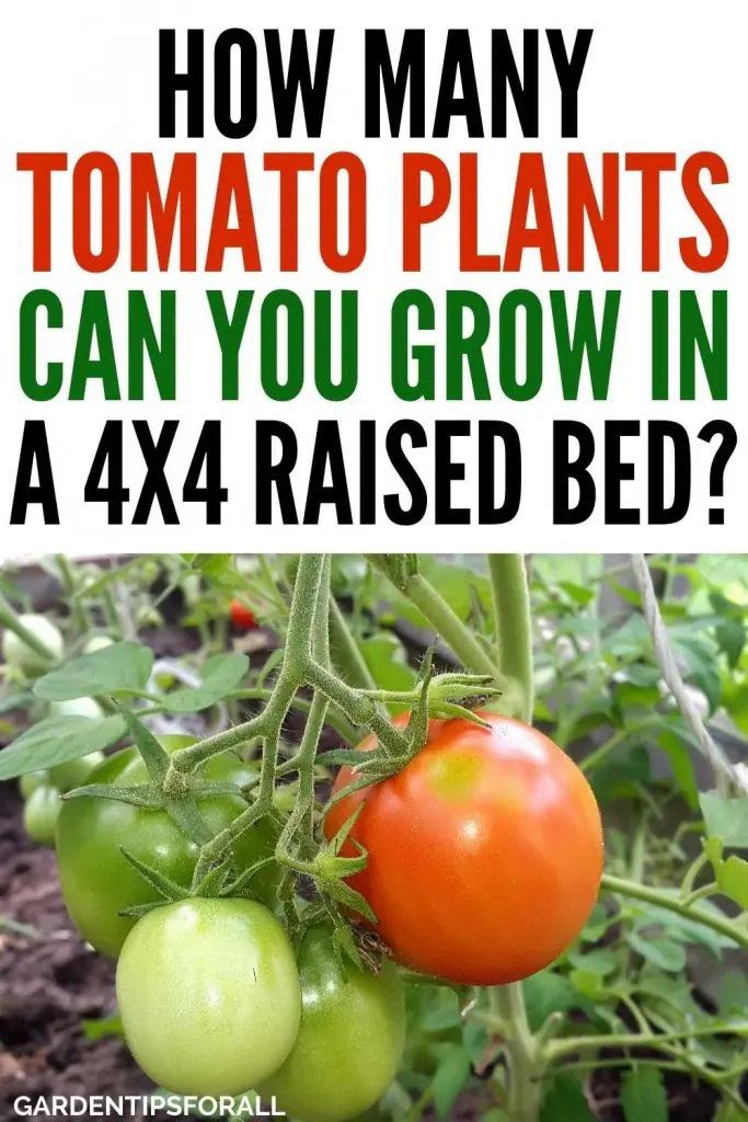 How many tomato plants can you grow in a 4x4 raised bed