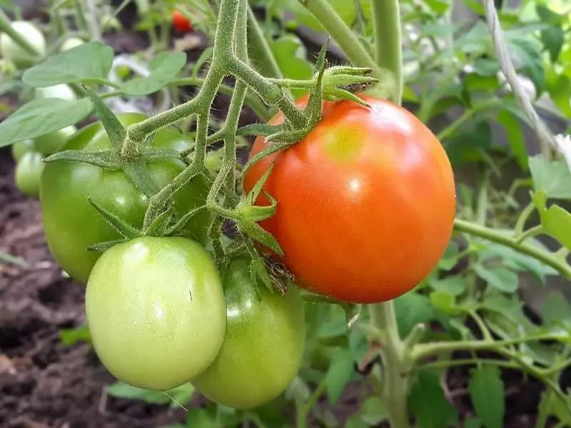 How many tomato plants in a 4x4 raised bed