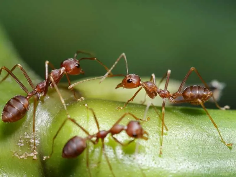 Natural ways to get rid of ants in the garden