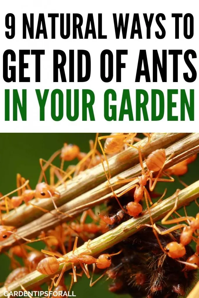 Natural ways to get rid of ants in your garden