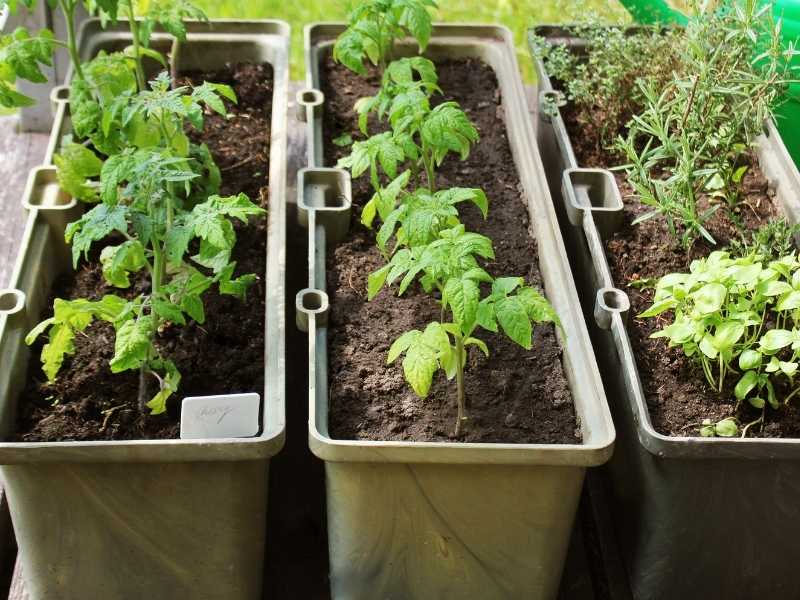 What vegetables grow well together in containers?