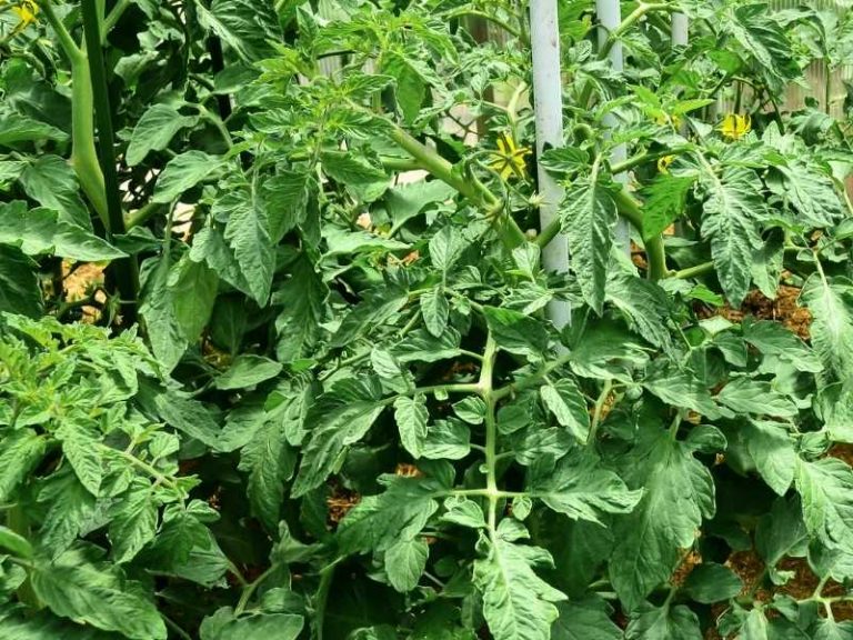 Why are My Tomato Plants Not Flowering?