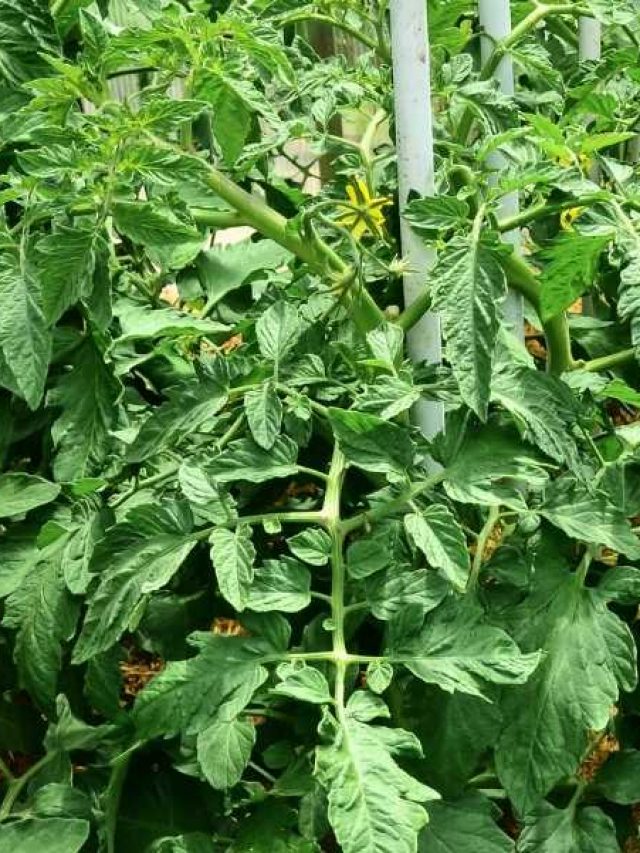 5 Reasons Your Tomato Plants Are Not Blooming