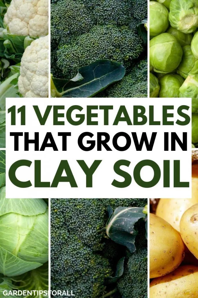 Best vegetables that grow in clay soil