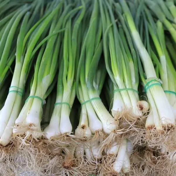 Green onions can grow in shallow containers