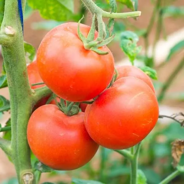 Tomatoes