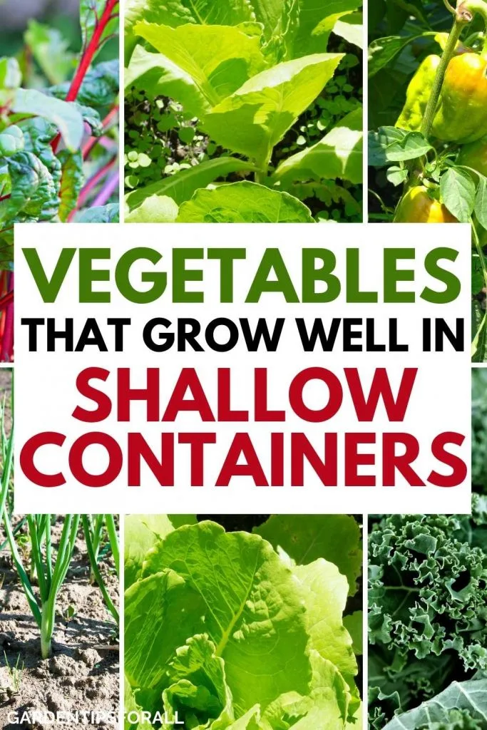 Vegetable plants that grow in shallow containers