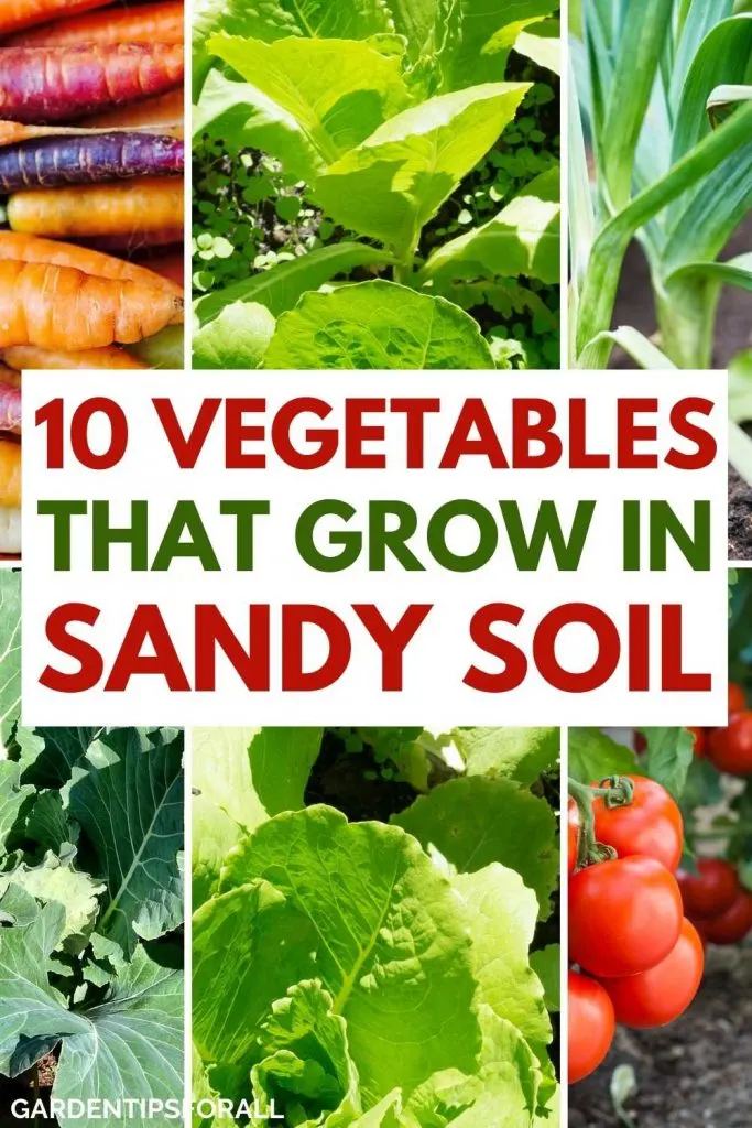 Vegetables that can grow in sandy soil