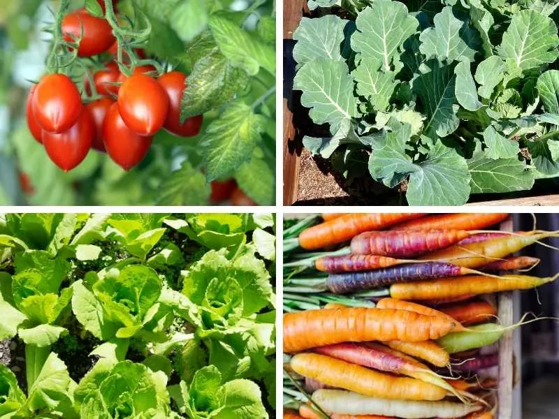 Vegetables that grow in sandy soil