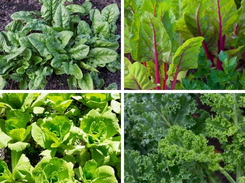 Vegetables that grow well in shallow containers