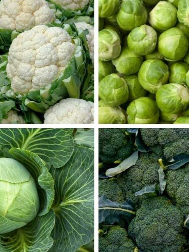 Vegetables that Grow in Clay Soil