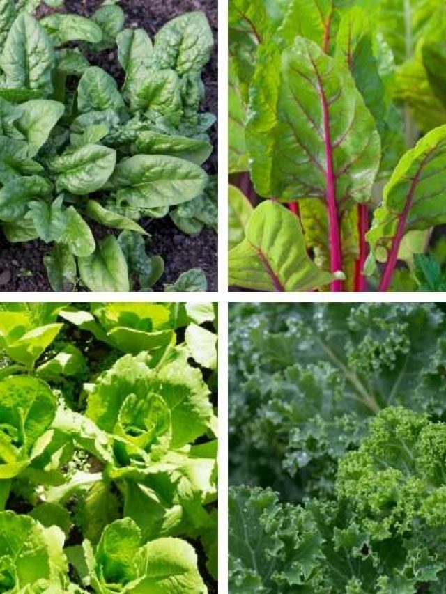 Vegetables that Grow in Shallow Containers