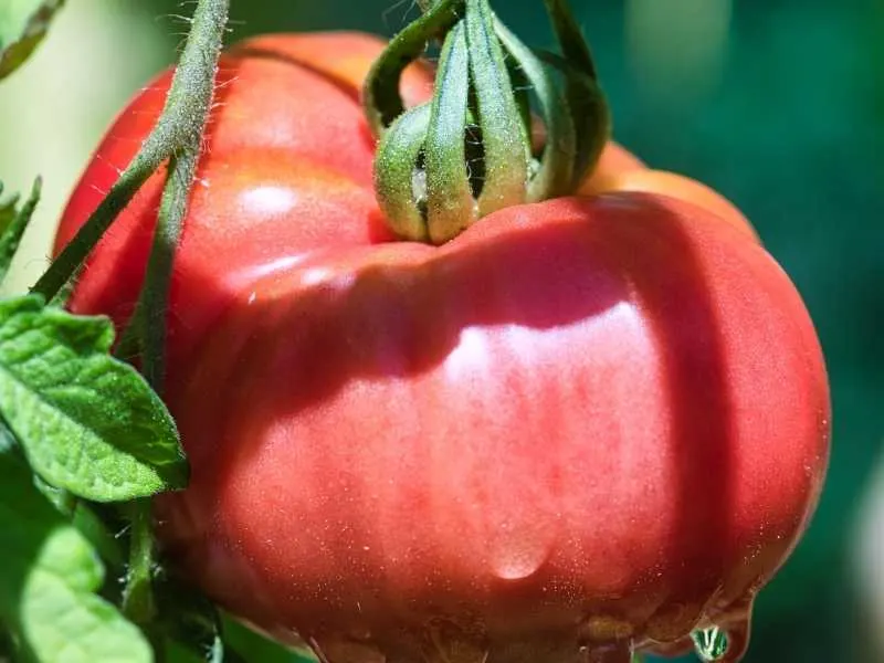 Growing beefsteak tomatoes in pots