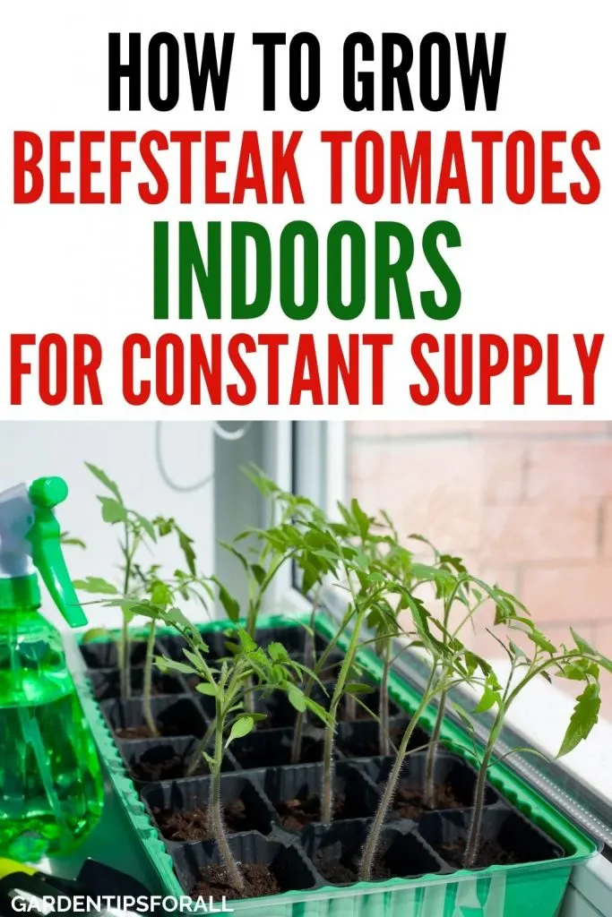 Growing beefsteak tomatoes indoors