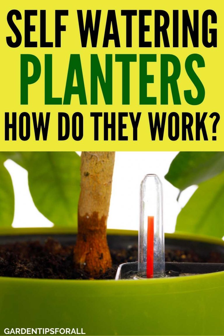 How Do Self Watering Planters Work? Plus their Pros & Cons
