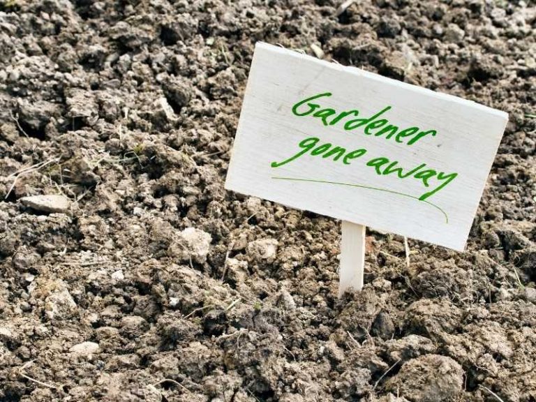 How to Amend Clay Soil for Vegetable Gardening