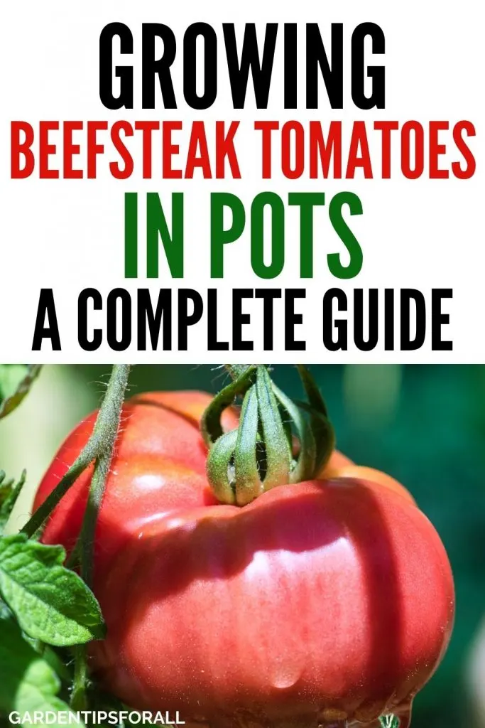 How to grow beefsteak tomatoes in pots