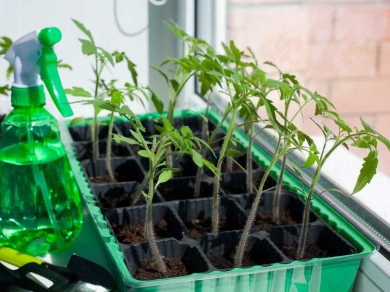 How to Grow Beefsteak Tomatoes Indoors