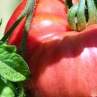 cropped-Growing-beefsteak-tomatoes-in-pots.jpg