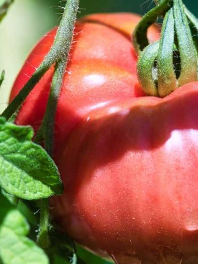 How to Grow Beefsteak Tomatoes in Pots