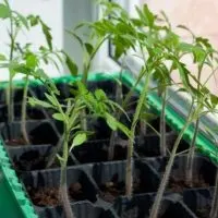 cropped-How-to-grow-beefsteak-tomatoes-indoors.jpg