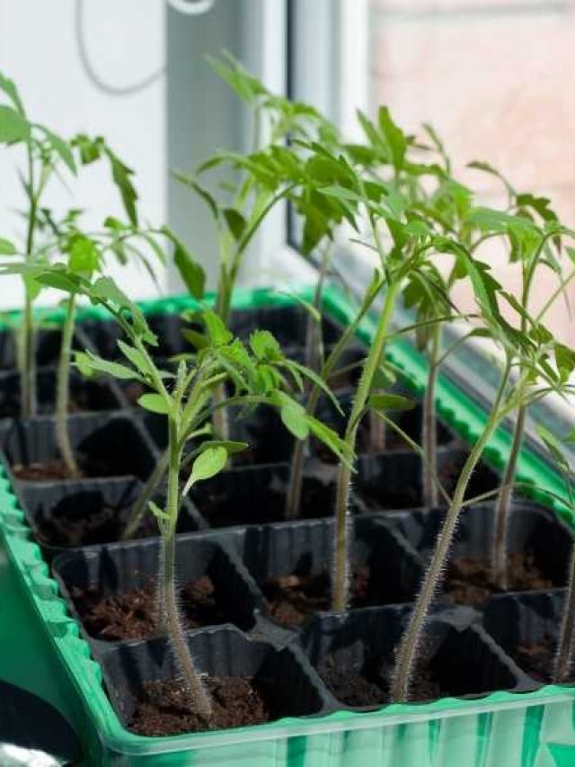 Growing Beefsteak Tomatoes Indoors