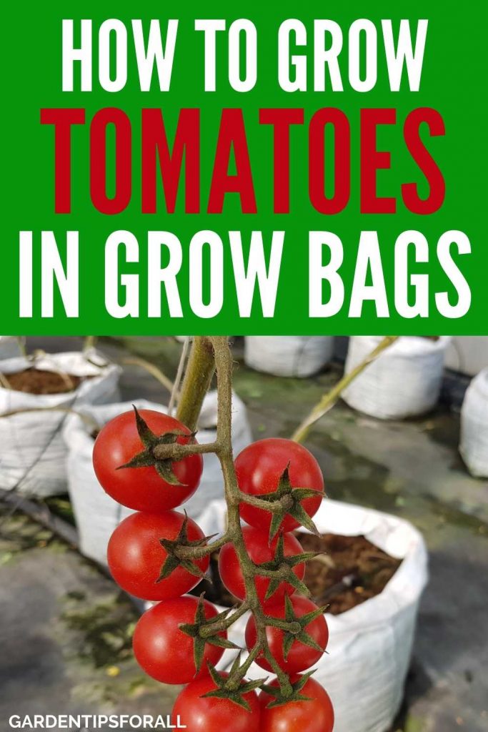 Growing tomatoes in grow bags