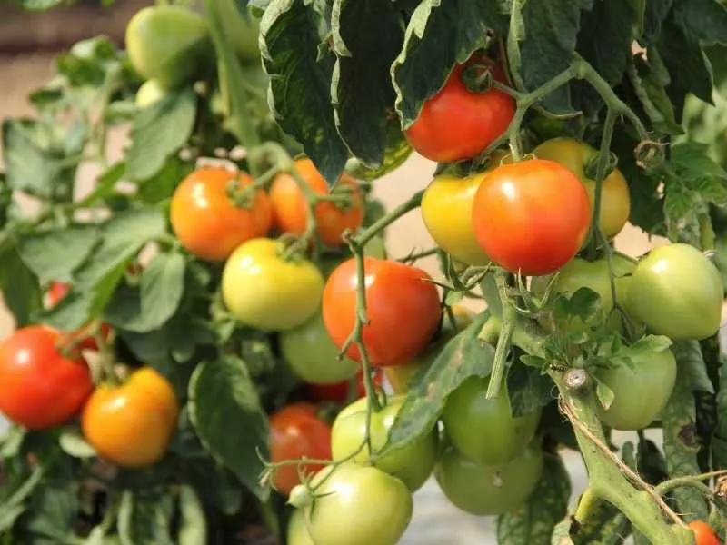 How long do tomato plants live