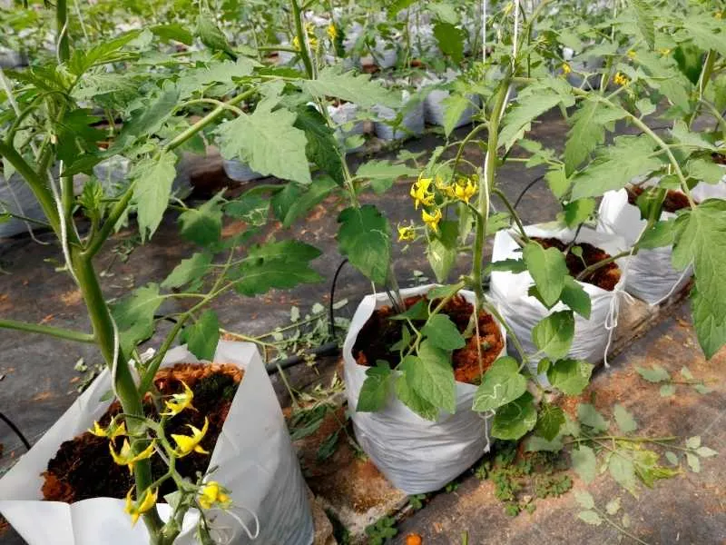 How to grow tomatoes in grow bags