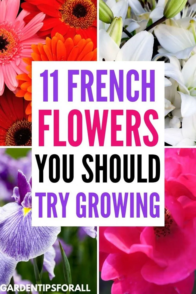 Popular French flowers